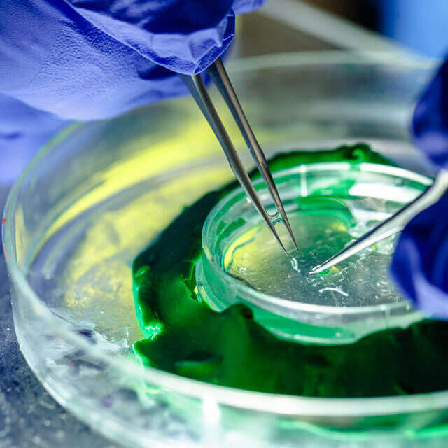 Gloved hands holding tweezers with a petri dish in green liquid.
