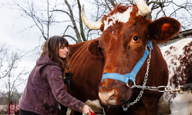 A person brushing a large brown and white cow with a blue halter.