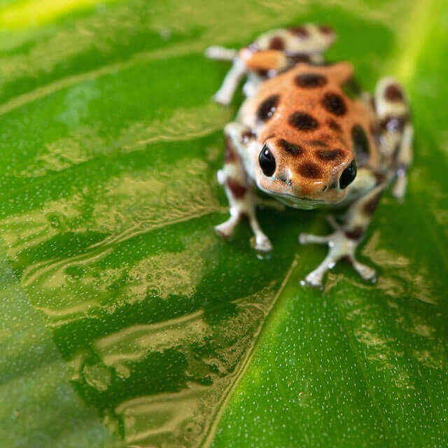 A small orange-brown frog with dark spots sits on a large green leaf.